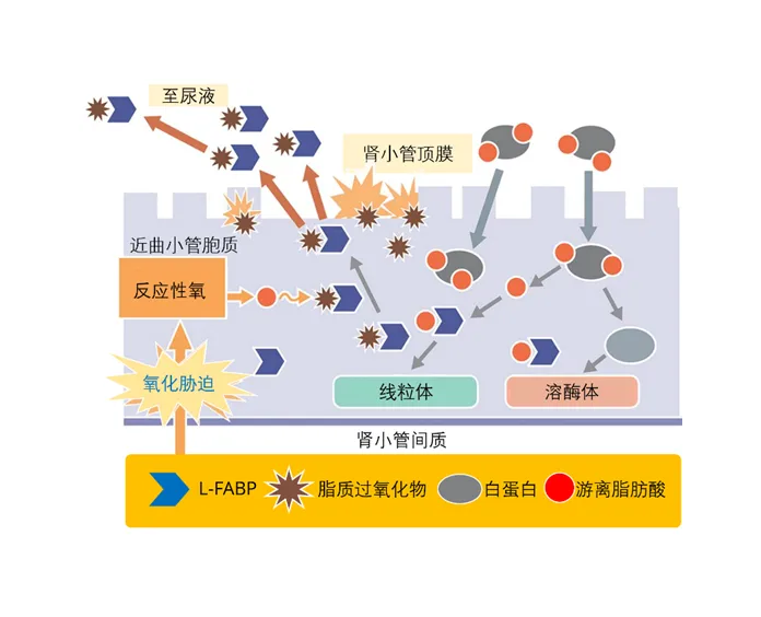 肝型脂肪酸結合蛋白（L-FABP）和檢測